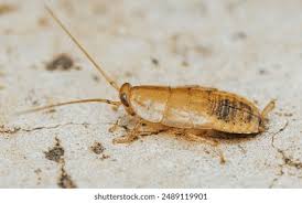 Attēlu rezultāti vaicājumam “Ectobius sylvestris nymph”