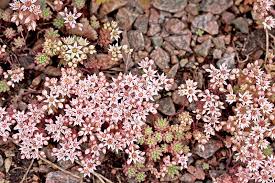 Attēlu rezultāti vaicājumam “Sedum hispanicum flower”