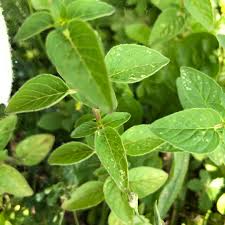 Attēlu rezultāti vaicājumam “Origanum vulgare”