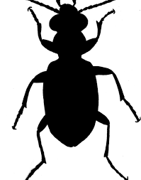 Attēlu rezultāti vaicājumam “Asaphidion pallipes”