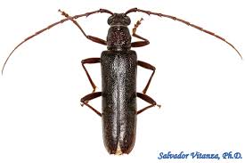 Attēlu rezultāti vaicājumam “Cerambycidae”