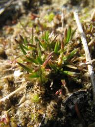 Attēlu rezultāti vaicājumam “Sagina nodosa”