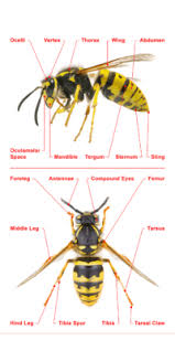 Attēlu rezultāti vaicājumam “Hymenoptera”