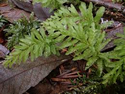 Attēlu rezultāti vaicājumam “Plagiomnium undulatum sporophyte”