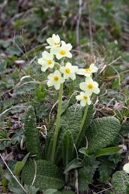 Attēlu rezultāti vaicājumam “Primula farinosa leaf”