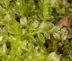 Attēlu rezultāti vaicājumam “Mnium”