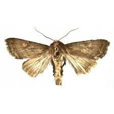 Attēlu rezultāti vaicājumam “Mamestra brassicae exuvia”