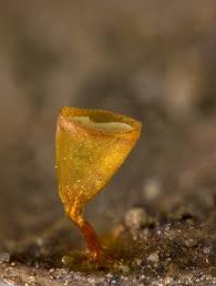 Attēlu rezultāti vaicājumam “Craterium minutum”