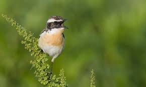 Attēlu rezultāti vaicājumam “Saxicola rubetra”