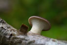 Attēlu rezultāti vaicājumam “Polyporus tuberaster”