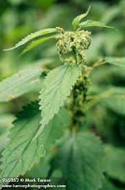 Attēlu rezultāti vaicājumam “Urtica dioica leaf”