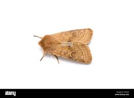 Attēlu rezultāti vaicājumam “Orthosia cerasi”