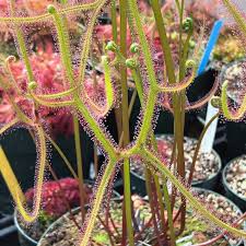 Image result for Drosera