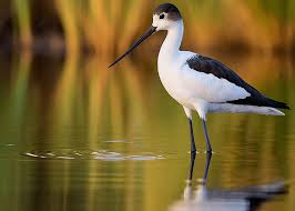 Image result for Recurvirostra avosetta