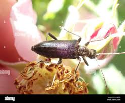 Attēlu rezultāti vaicājumam “Cortodera femorata”