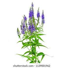 Attēlu rezultāti vaicājumam “Veronica officinalis”