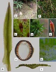 Attēlu rezultāti vaicājumam “Nardia scalaris cells”