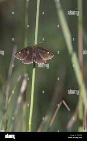 Attēlu rezultāti vaicājumam “Heteropterus morpheus upperside”