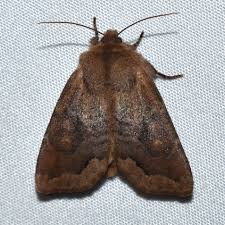 Attēlu rezultāti vaicājumam “Orthosia sp.”