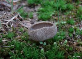 Attēlu rezultāti vaicājumam “Helvella macropus”
