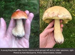 Attēlu rezultāti vaicājumam “Boletus edulis”