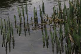 Attēlu rezultāti vaicājumam “Hippuris vulgaris”