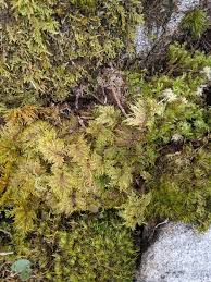 Attēlu rezultāti vaicājumam “Didymodon tophaceus sporophyte”