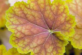 Image result for Heuchera Metallica