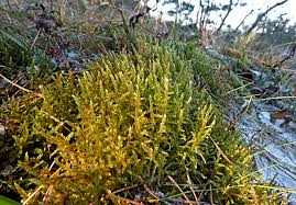 Attēlu rezultāti vaicājumam “Pleurozium schreberi sporophyte”