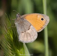 Attēlu rezultāti vaicājumam “Coenonympha pamphilus upperside”
