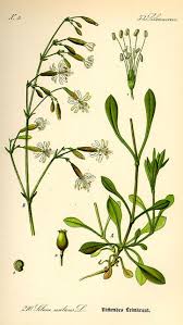 Attēlu rezultāti vaicājumam “Silene nutans”