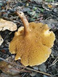 Attēlu rezultāti vaicājumam “Suillus bovinus”