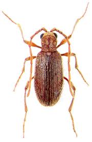 Attēlu rezultāti vaicājumam “Ptinus sp. male”