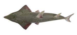 Image result for Rhynchobatus australiae