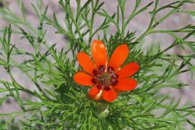 Image result for Adonis aestivalis