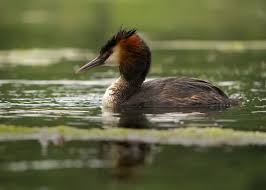 Attēlu rezultāti vaicājumam “Podiceps cristatus adult”