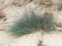 Attēlu rezultāti vaicājumam “Corynephorus canescens”