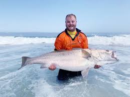 Image result for Argyrosomus inodorus