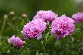 Image result for Pfingstrose