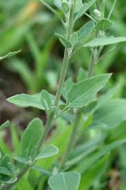 Image result for Chenopodium album