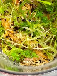 Attēlu rezultāti vaicājumam “Trichia alpina young”