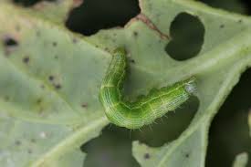 Attēlu rezultāti vaicājumam “Mamestra brassicae larva”