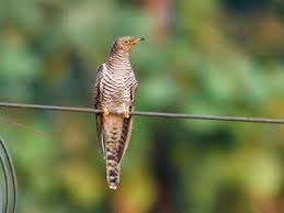 Attēlu rezultāti vaicājumam “Cuculus canorus”