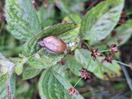 Attēlu rezultāti vaicājumam “Leucochloridium paradoxum”