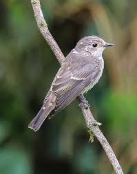 Attēlu rezultāti vaicājumam “Muscicapa striata juvenile”