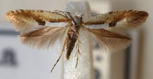 Attēlu rezultāti vaicājumam “Argyresthia pruniella”