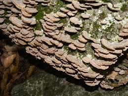 Attēlu rezultāti vaicājumam “Trichaptum biforme”