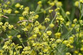 Attēlu rezultāti vaicājumam “Sisymbrium volgense flower”