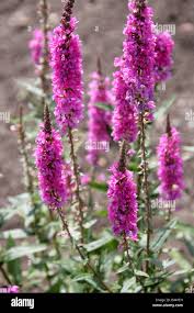 Attēlu rezultāti vaicājumam “Lythraceae”
