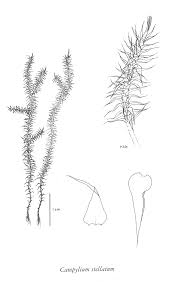 Attēlu rezultāti vaicājumam “Campylium stellatum”